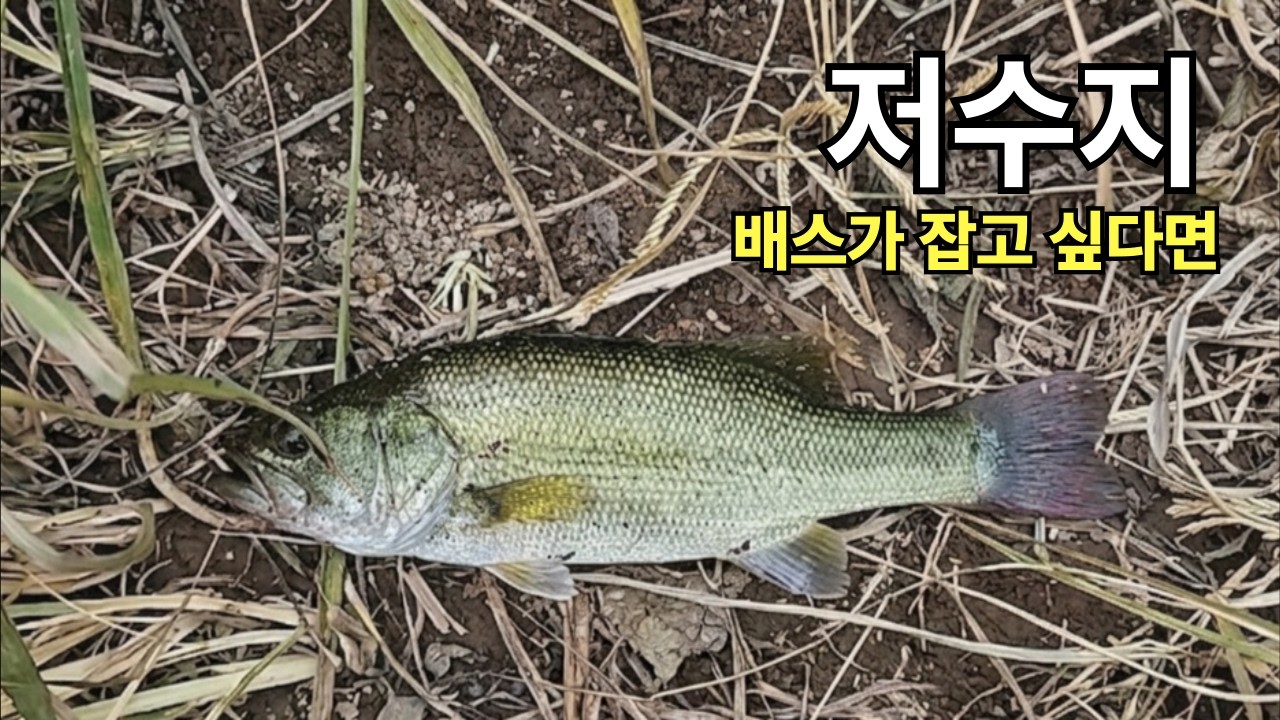 역대급 저수지 배스낚시 악어가 나올 것 같은 저수지에서, 루어 낚시의 모든 것: 초보자를 위한 필수 스킬!
