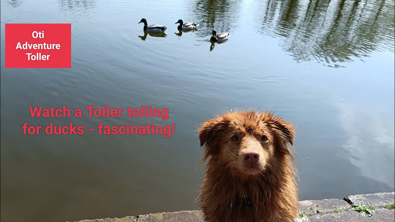 Watch a Nova Scotia Duck Tolling retriever (Toller) tolling for ducks!!
