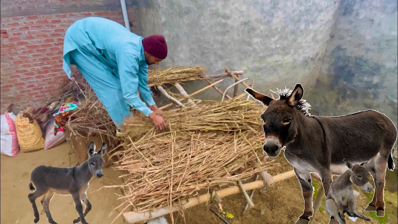 Built a House for a Donkey in Winter