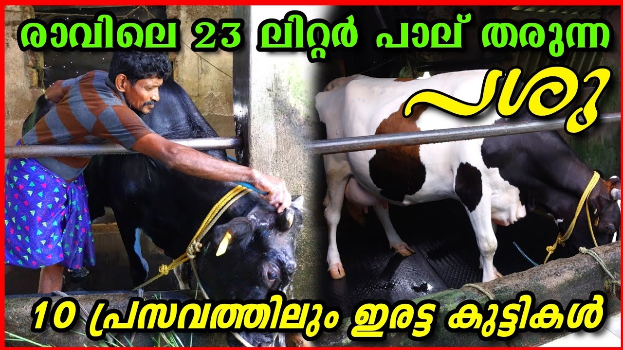 വെറും 2 പശുക്കളിൽ നിന്ന് 55 liter പാൽ 😍😍 