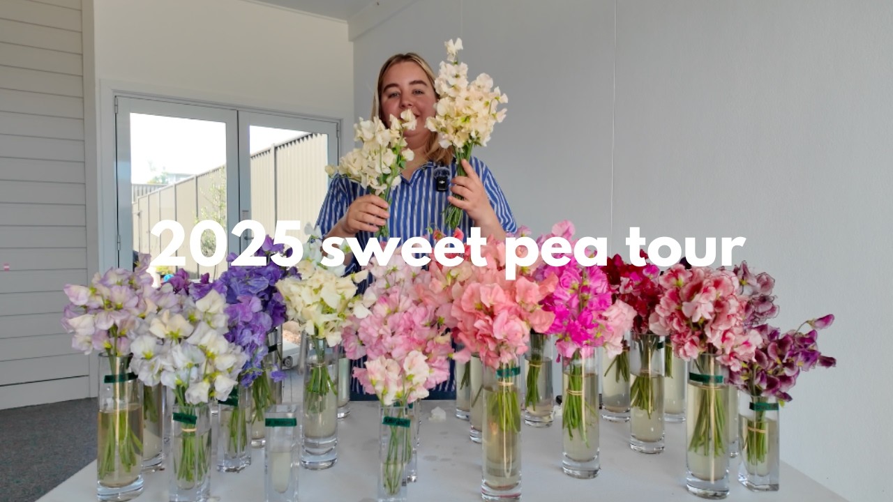 Sweet Pea Tour 2025 | What I grew, loved and will grow again (over 20 varieties compared)