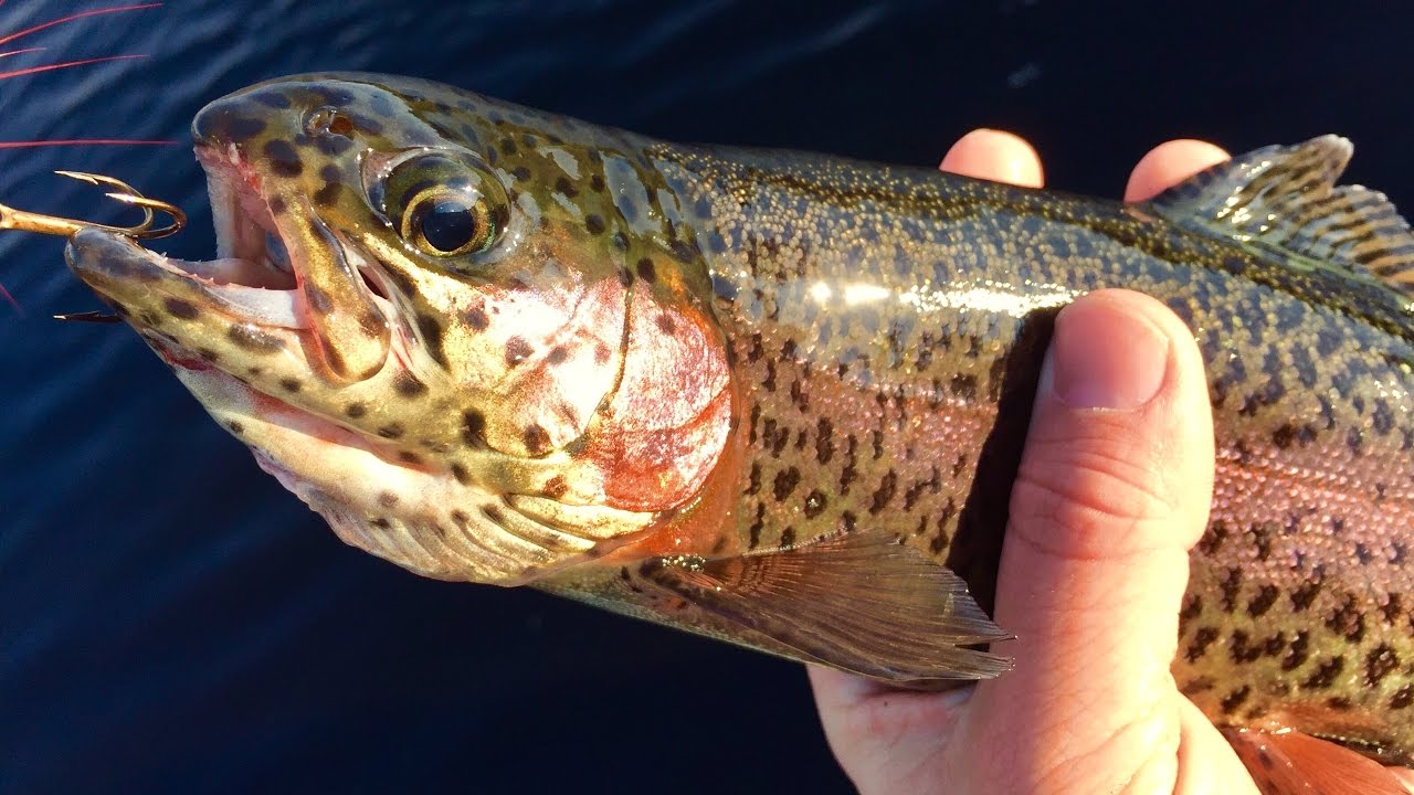 First Fish of the Year - MA Trout Fishing