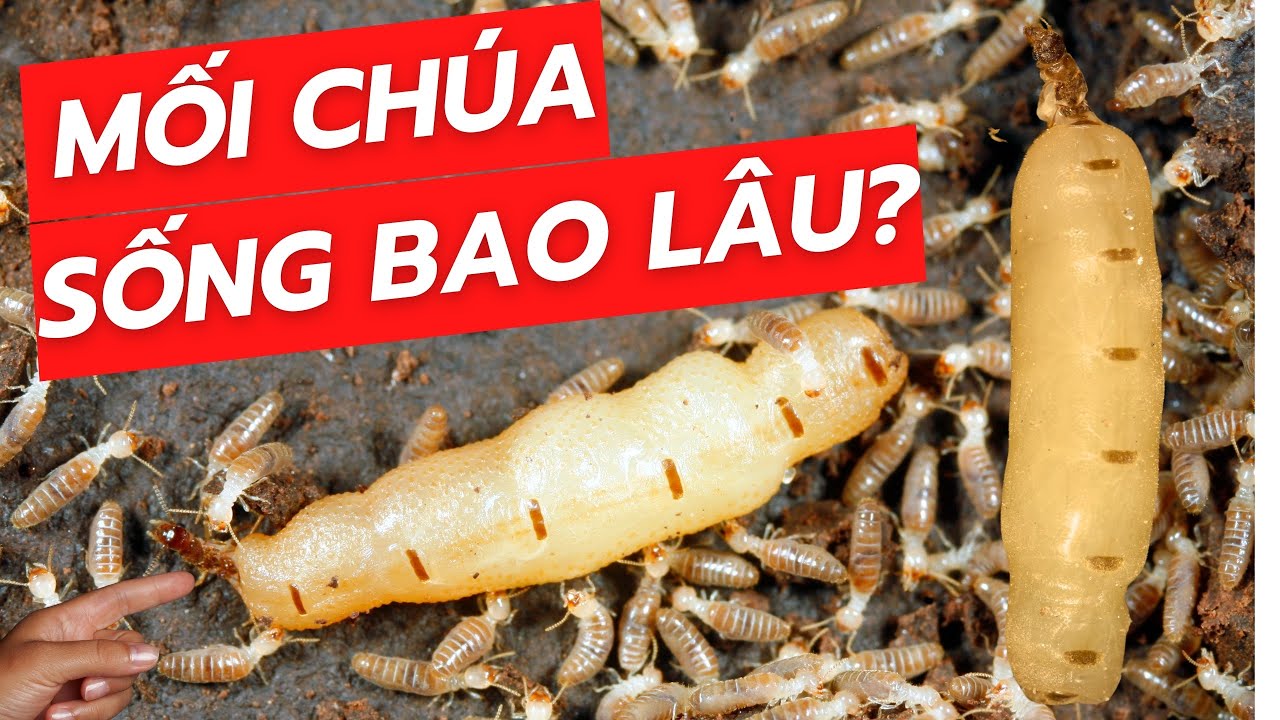 Mối ch&uacute;a sống được bao l&acirc;u? Mối ch&uacute;a sinh ra từ đ&acirc;u?