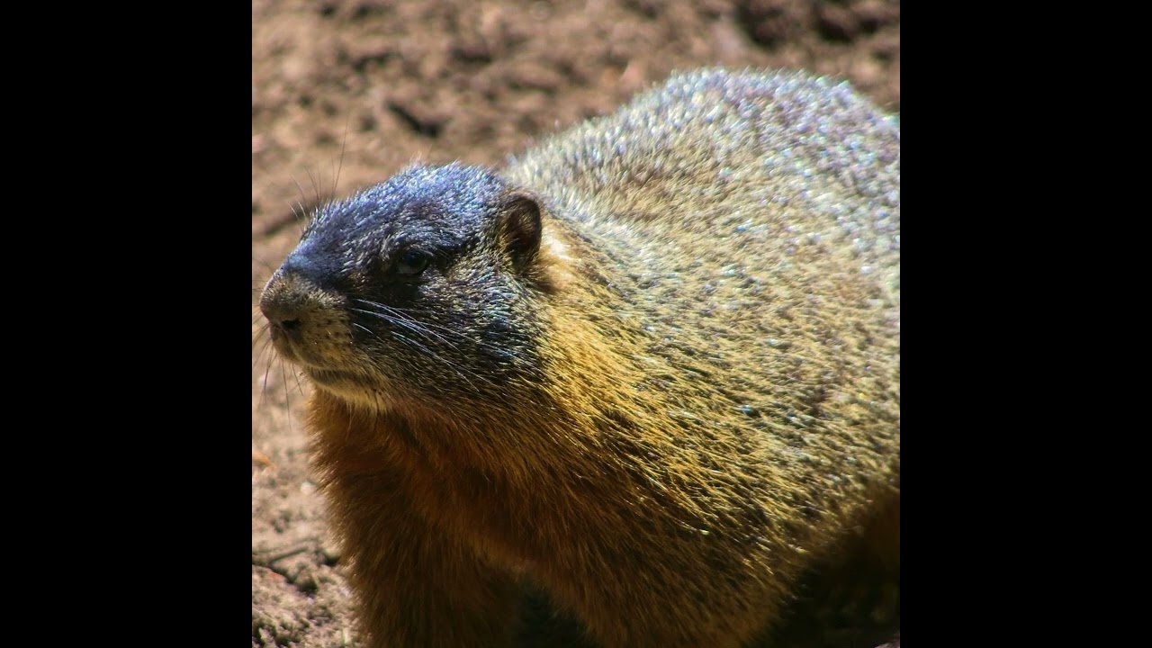 [WILDLIFE FACTS] Yellow-bellied marmots are known for their hibernation behavior