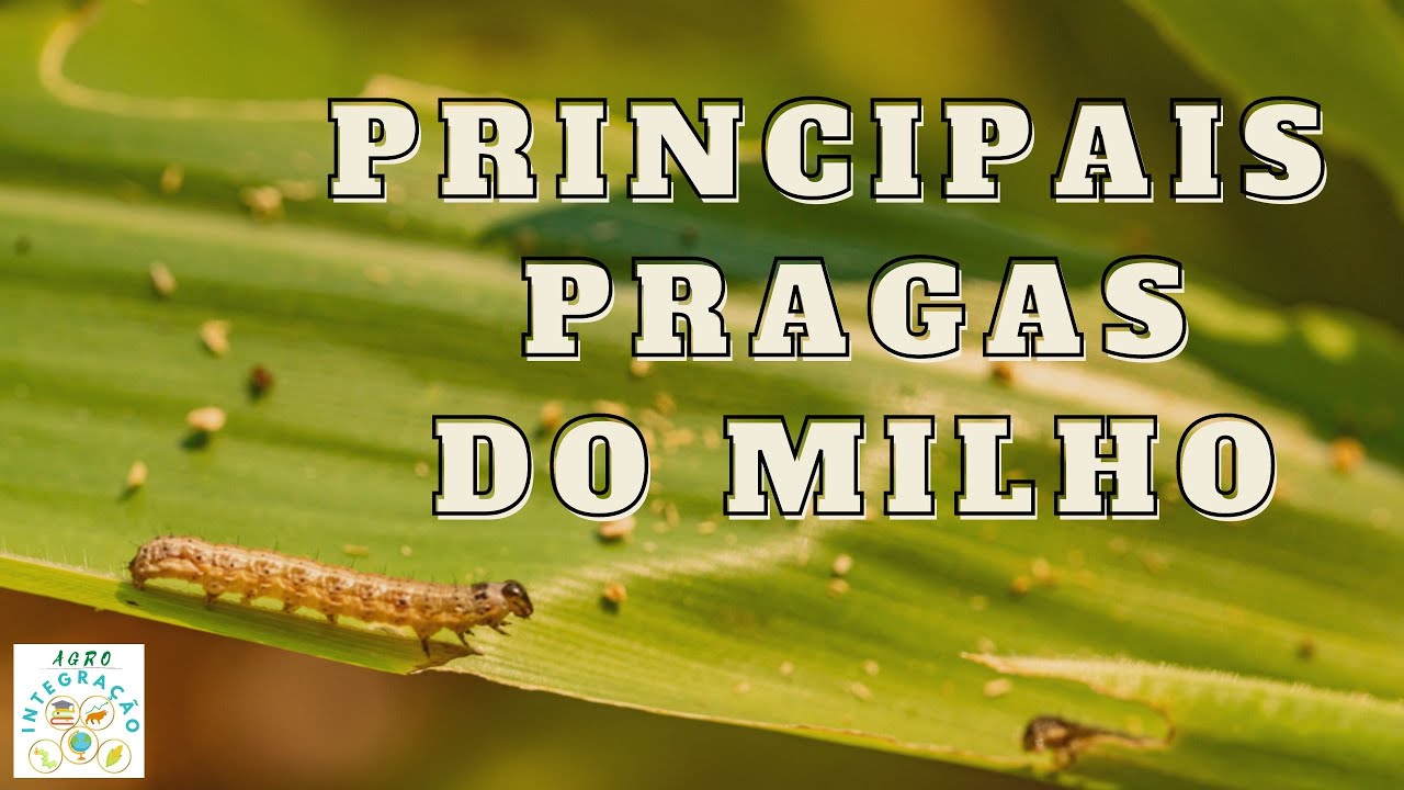 Identificação das Principais Pragas do Milho.