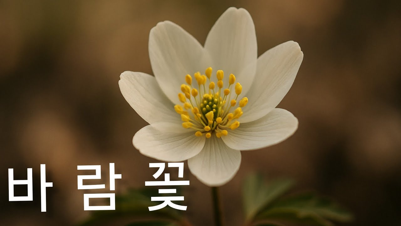 바람꽃  | Noni Trot Official 🎶
