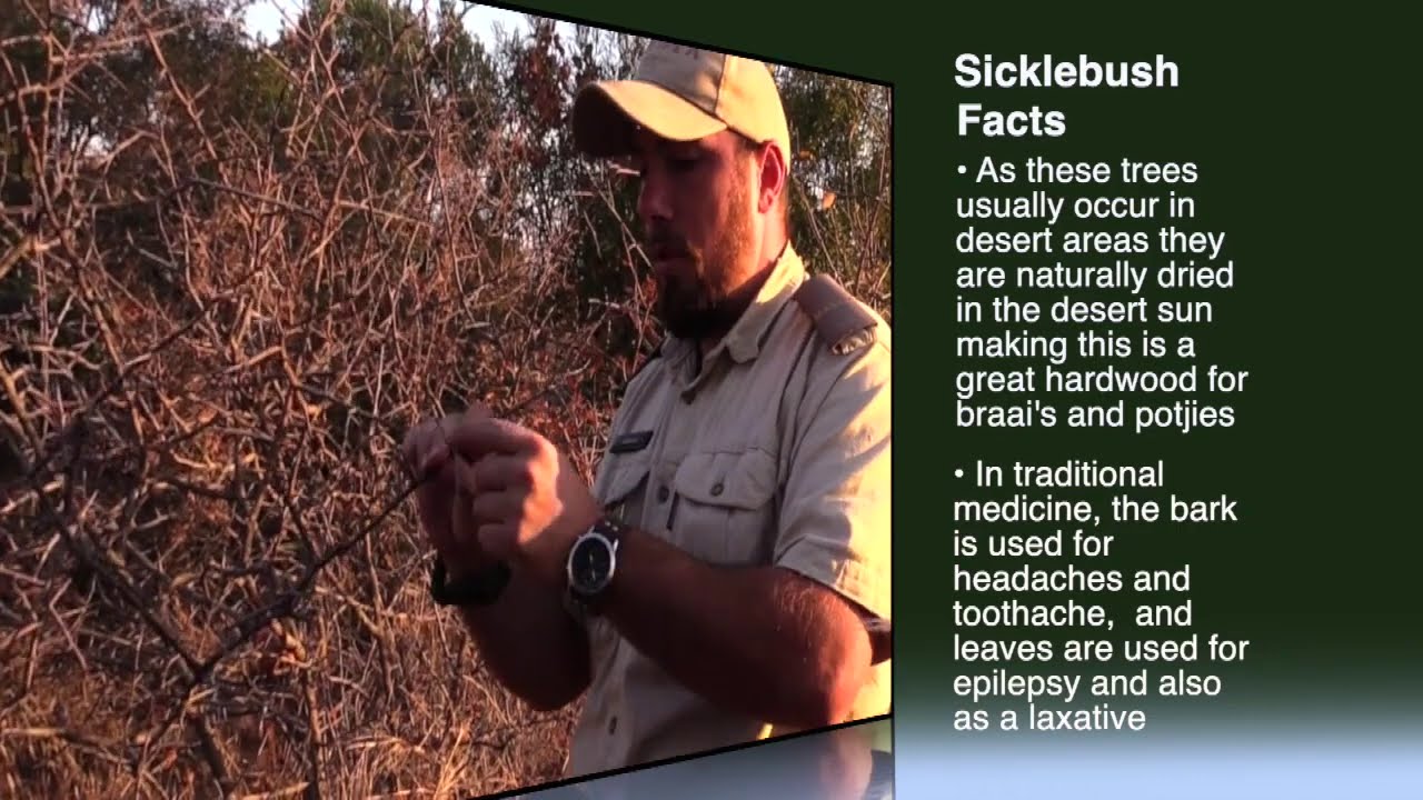 SURROUNDED BY SICKLE BUSH