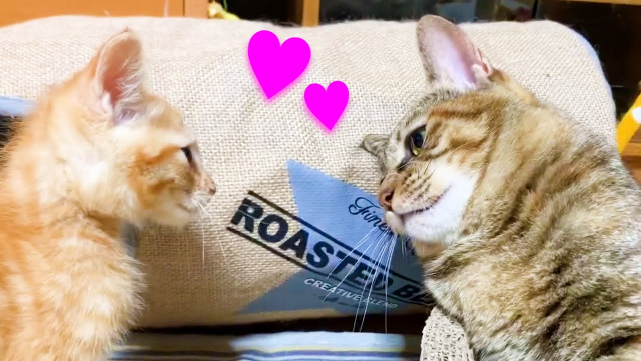 柴犬よりも食いしん坊な子猫と猫はご飯アピールが可愛すぎ♥　kittens have a cute appeal
