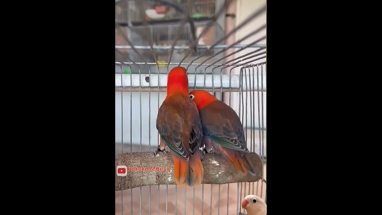 Best Couple Of Opaline Red Factor Fischeri | RF Lovebird Best Quality | Pokoke Manuk | 