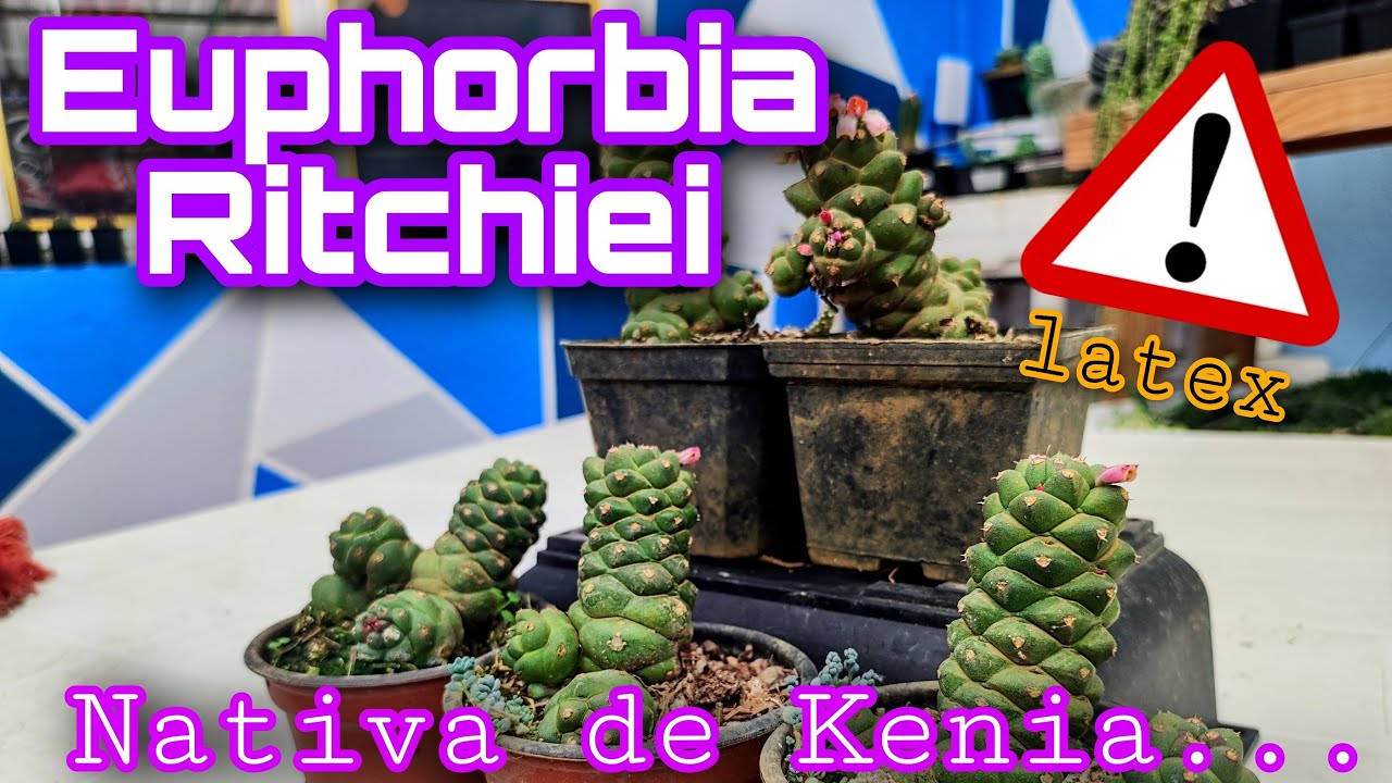 EUPHORBIA RICHIE CONOCIENDOLA A PROFUNDIDAD
