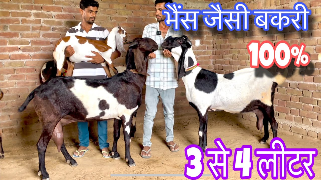 3 से 4 लीटर दूध वाली बकरियाँ pure punjabi goat farm in Punjab