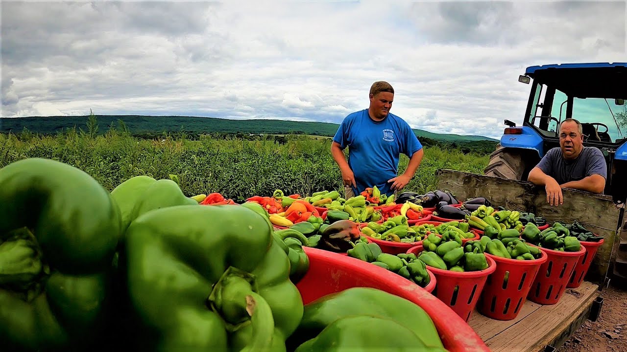 After Hurricane harvest