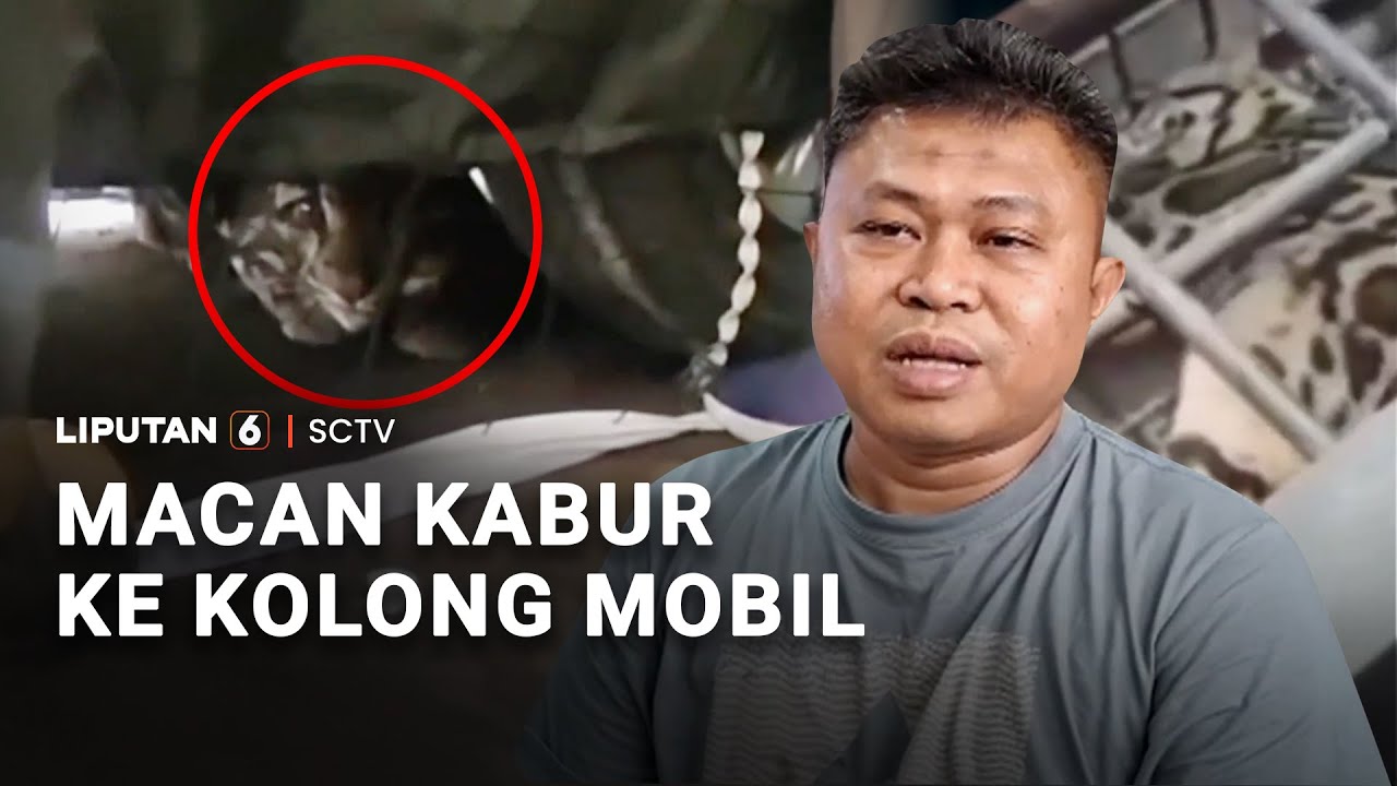 Macan Kabur ke Kolong Mobil | Liputan 6