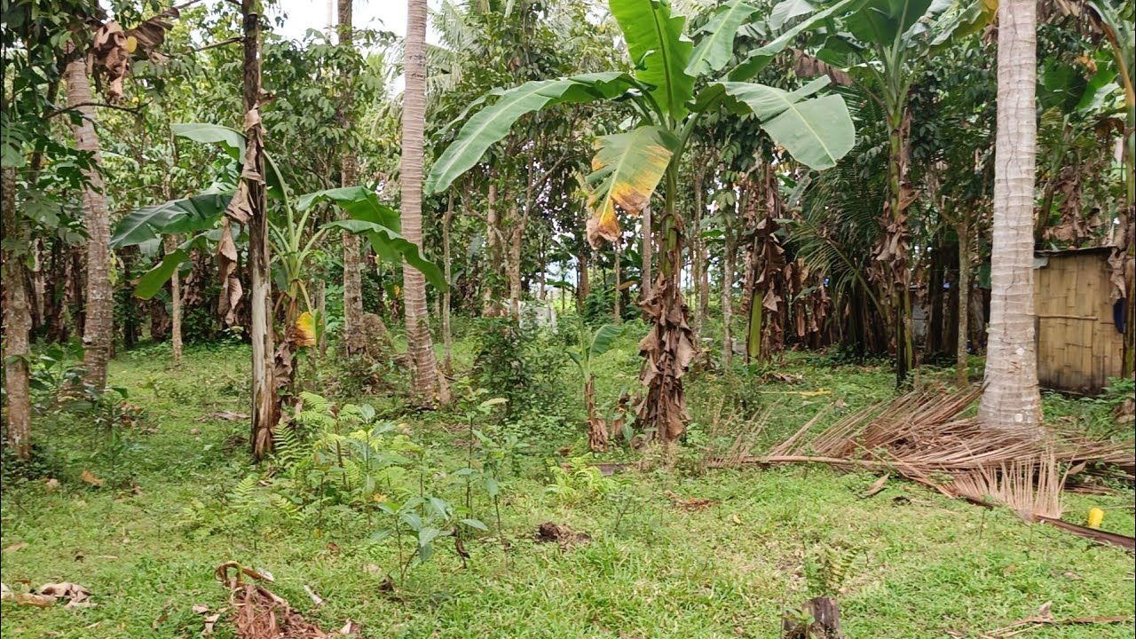 (P# 957) 4,407 sqms Farm Lot na maraming tanim sa Sta. Cruz, Laguna @ 600/sqm or 2,644,200