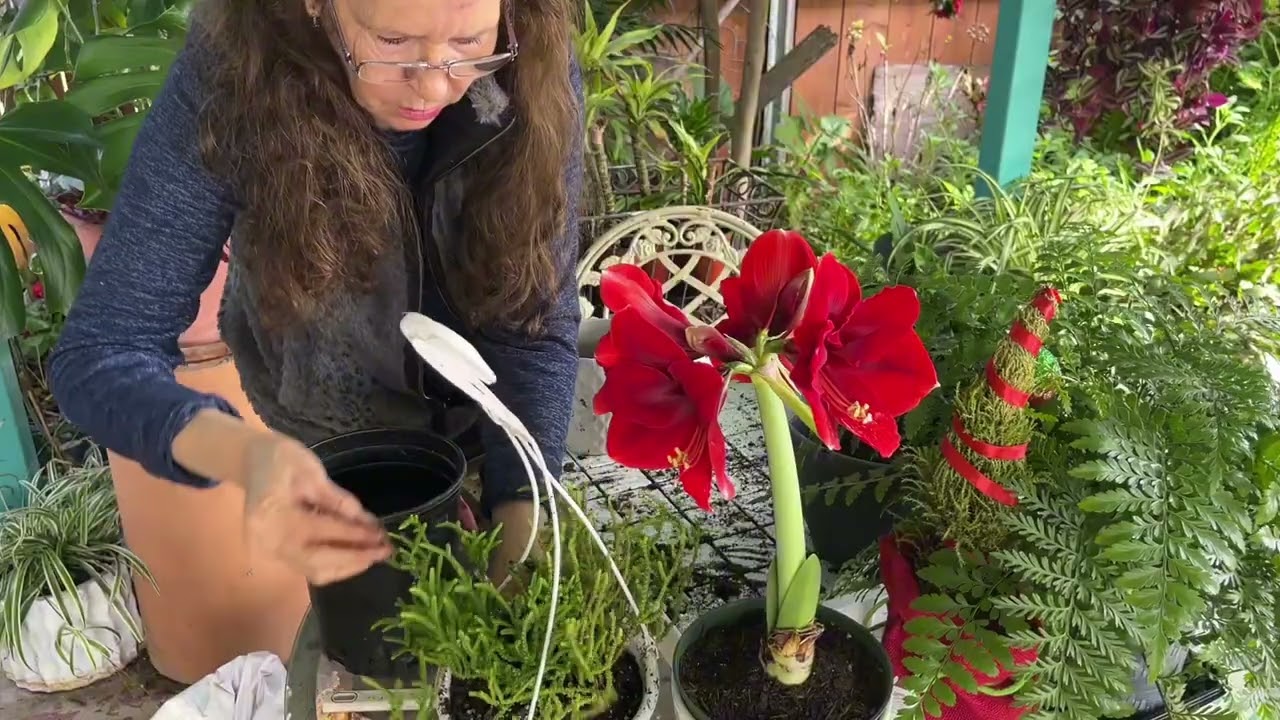 Transplantes de plantas que me regalaron.