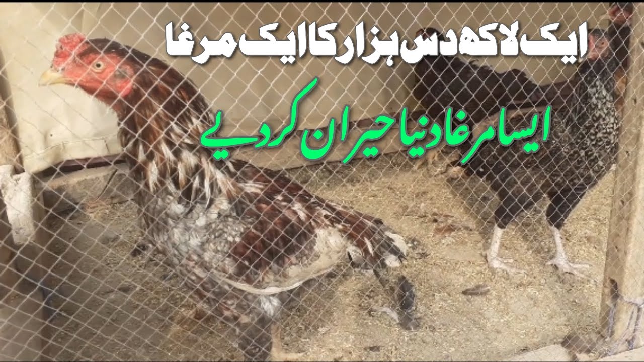 1 Lac 10 Hazar Ka Aseel Murga Duniya Ka 15 Hajooba 2026