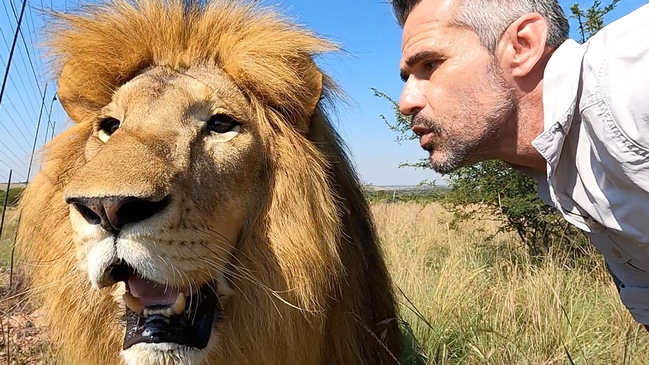 Happy Lion Brothers | The Lion Whisperer