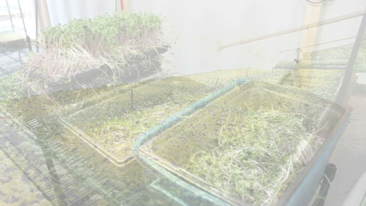 Course 8.4: Microgreens Harvest Flows 1 and 2