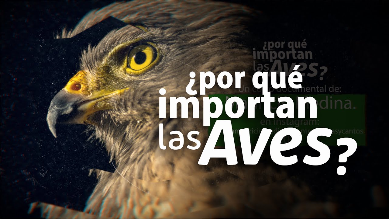 ¿Por que importan las aves?