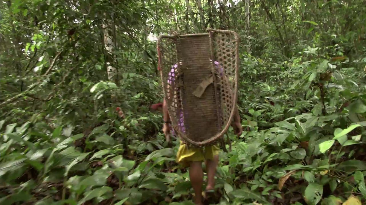Amérindiens Wayanas, un peuple entre deux mondes