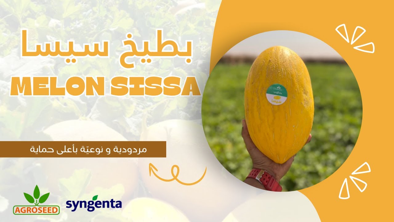 Témoignage melon Sissa | شهادات حول صنف البطيخ الأصفر سيسا