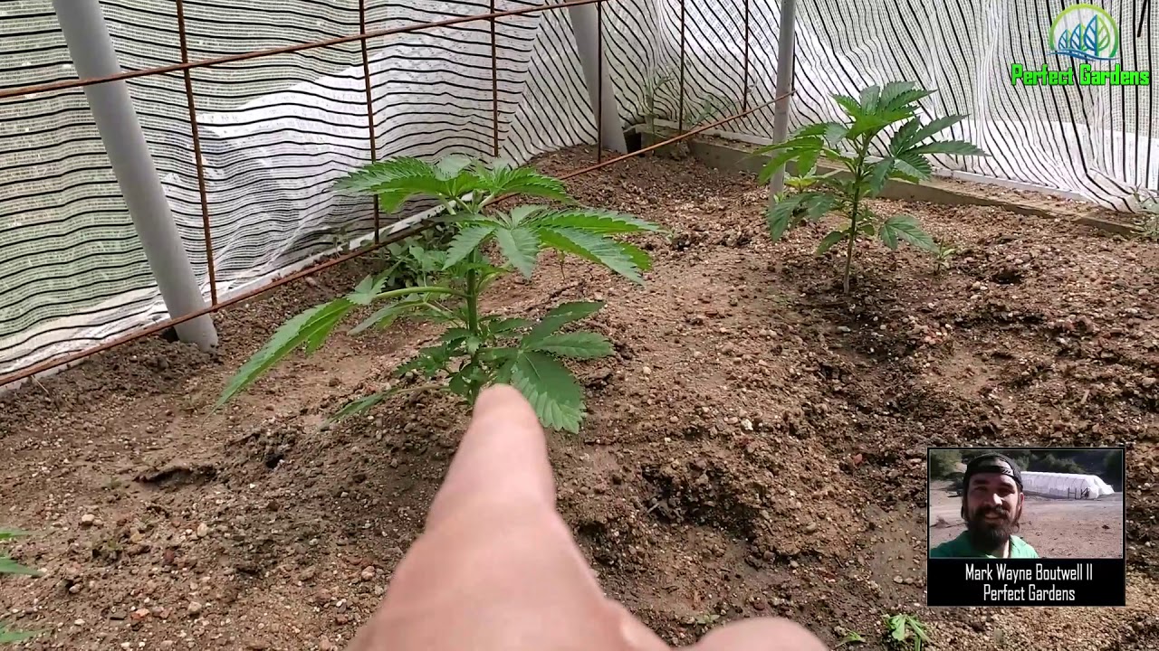 Predicting Male vs Female plants