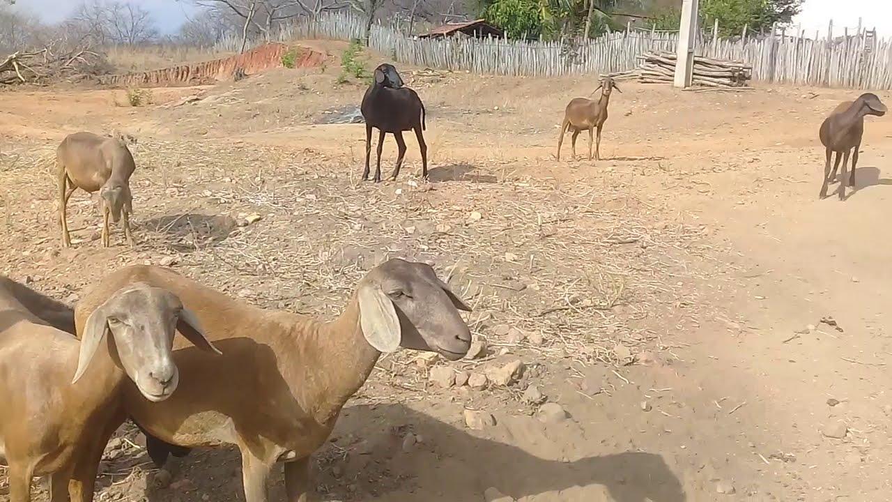 Criação de ovino em menos de 1 hectare no semiárido sem irrigação.