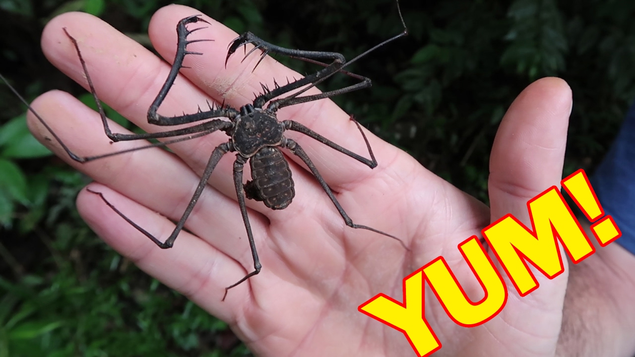 PERUVIAN AMAZON DAY 6: THESE BUGS ARE DELICIOUS! - Dāv Kaufman Vlogs