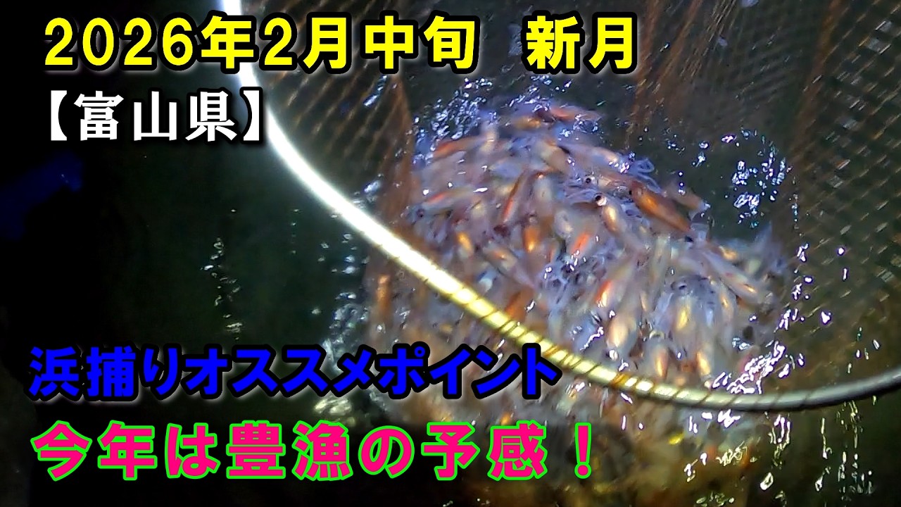 2026年2月の新月！今年初は豊漁の予感！富山県、ホタルイカ掬い、富山、ホタルイカの身投げ