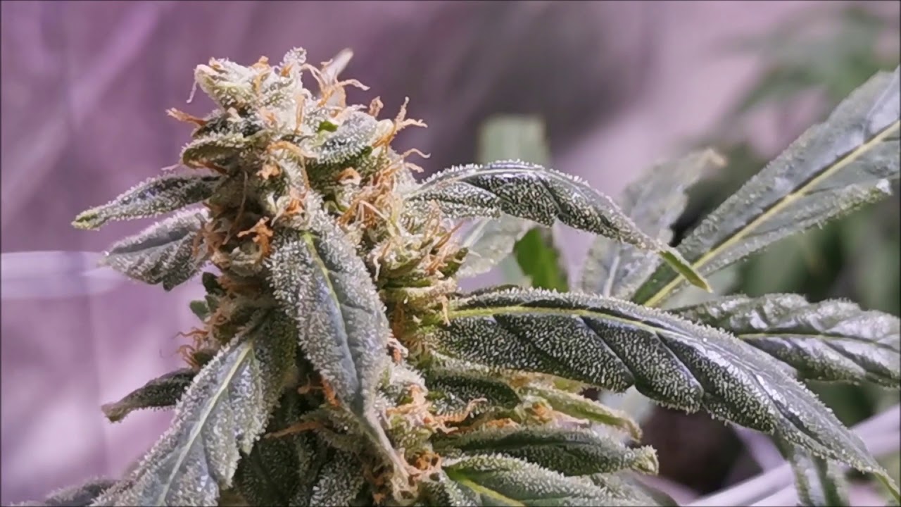 vegetation cannabis medical int&eacute;rieur et tangerine dream autofloraison