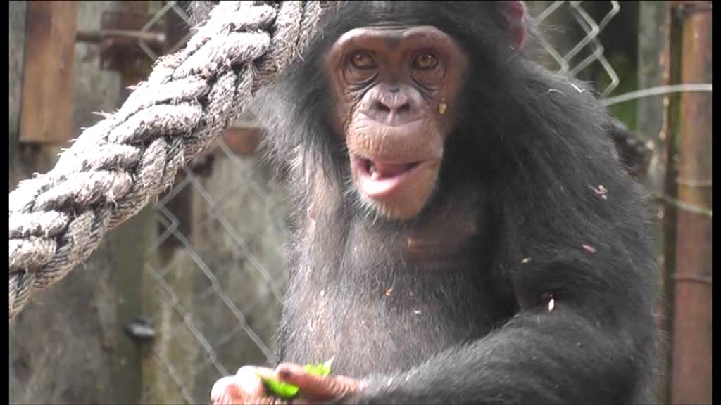 Chimpansee Yabien in het Limbe WIldlife Opvangcentrum