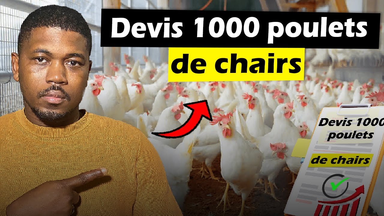 Combien d'argent à gagner avec 1000 poulets de chairs
