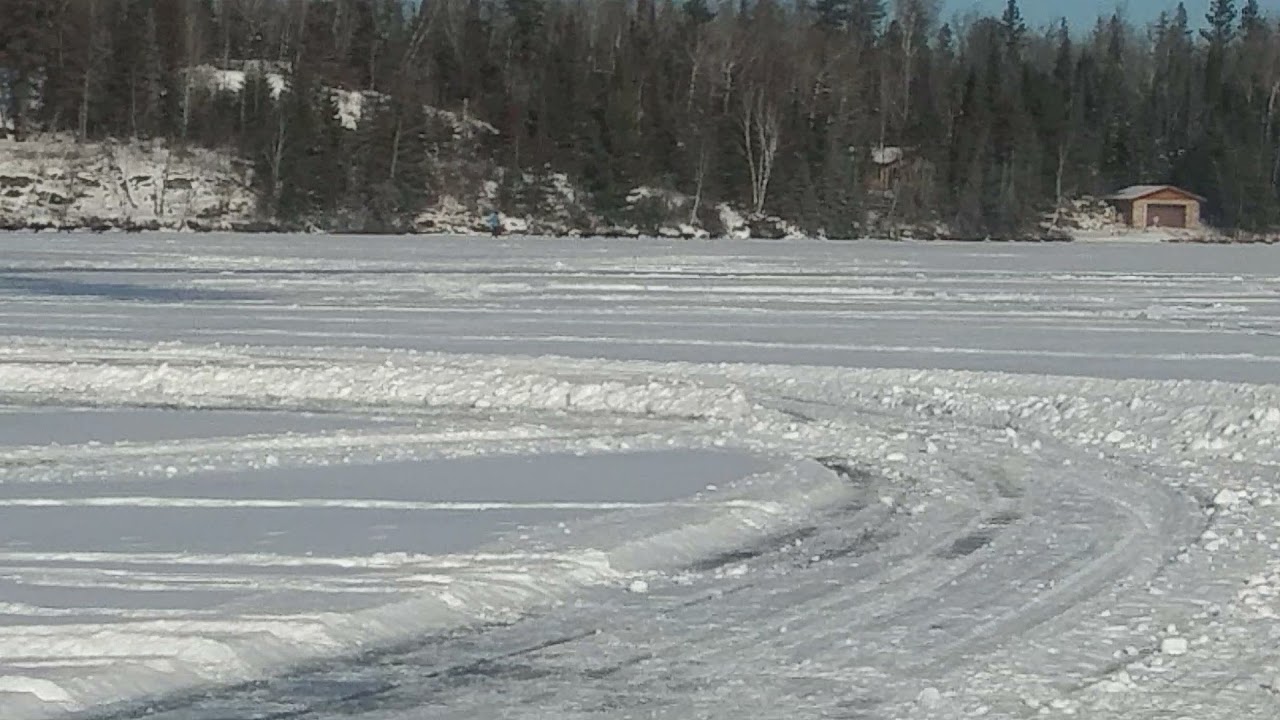 Sled dogs on birch lake.