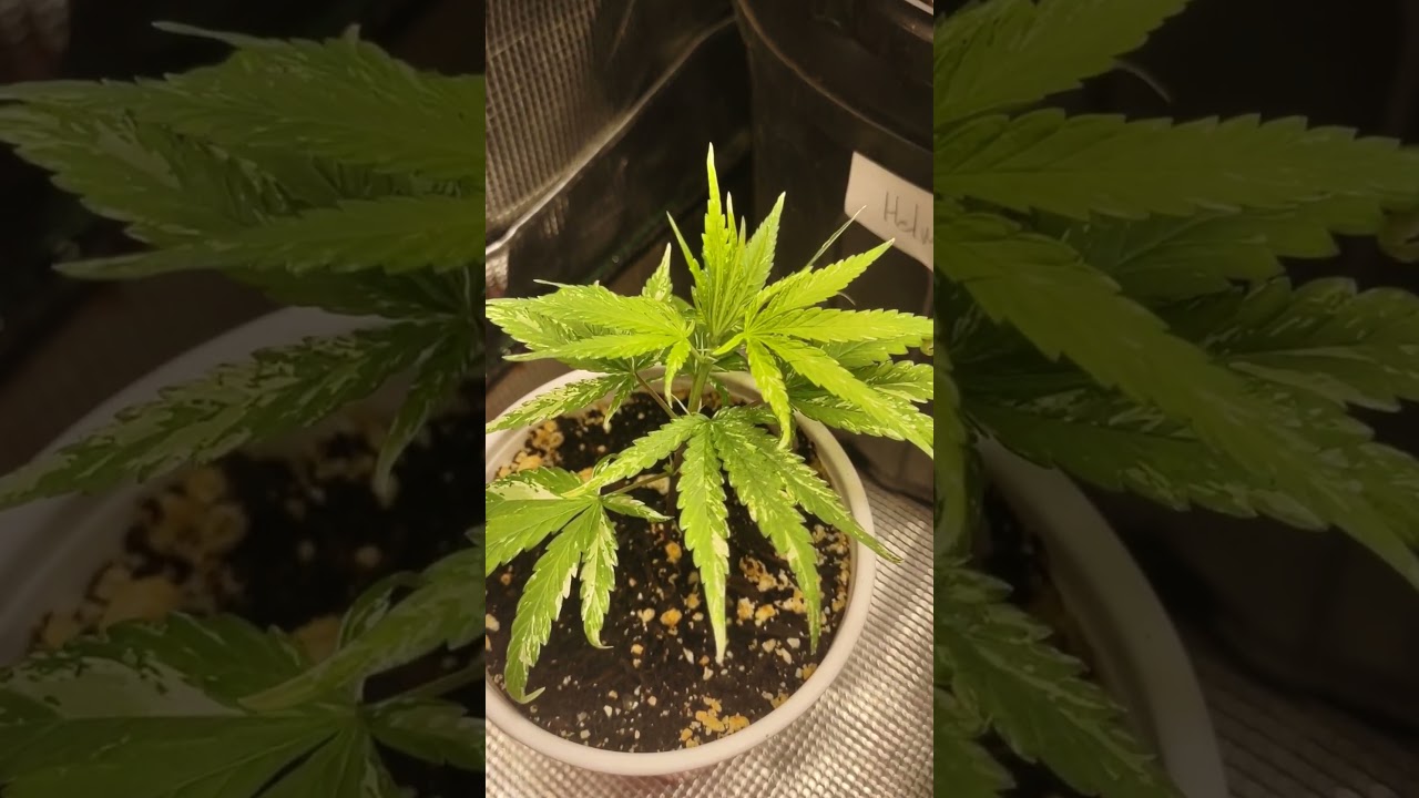 Neville's Haze *Variegated Cutting
