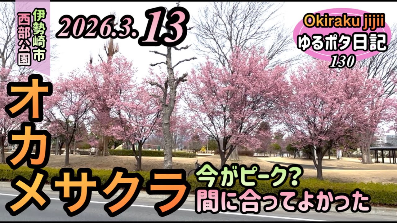 ［ゆるポタ日記］オカメザクラに間に合った。