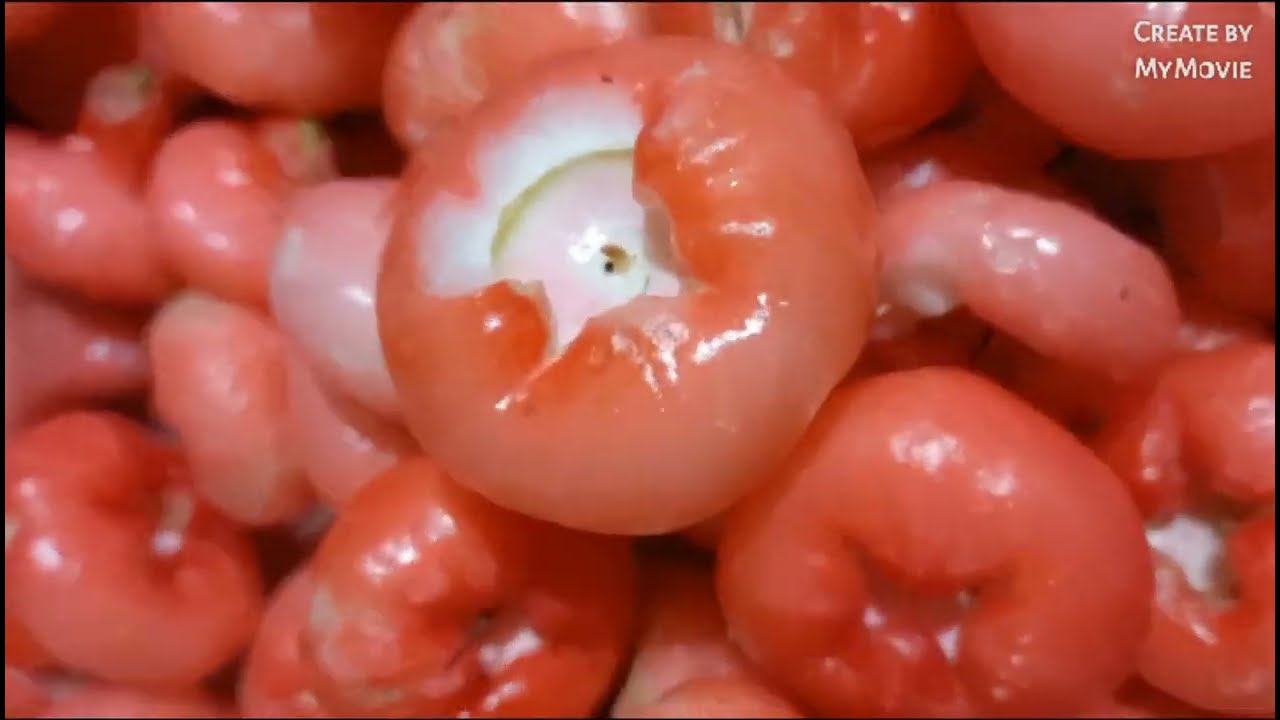 Rose Apple/Wax Apple-How to preserve in salt water with chilly and keep it in an air tight container