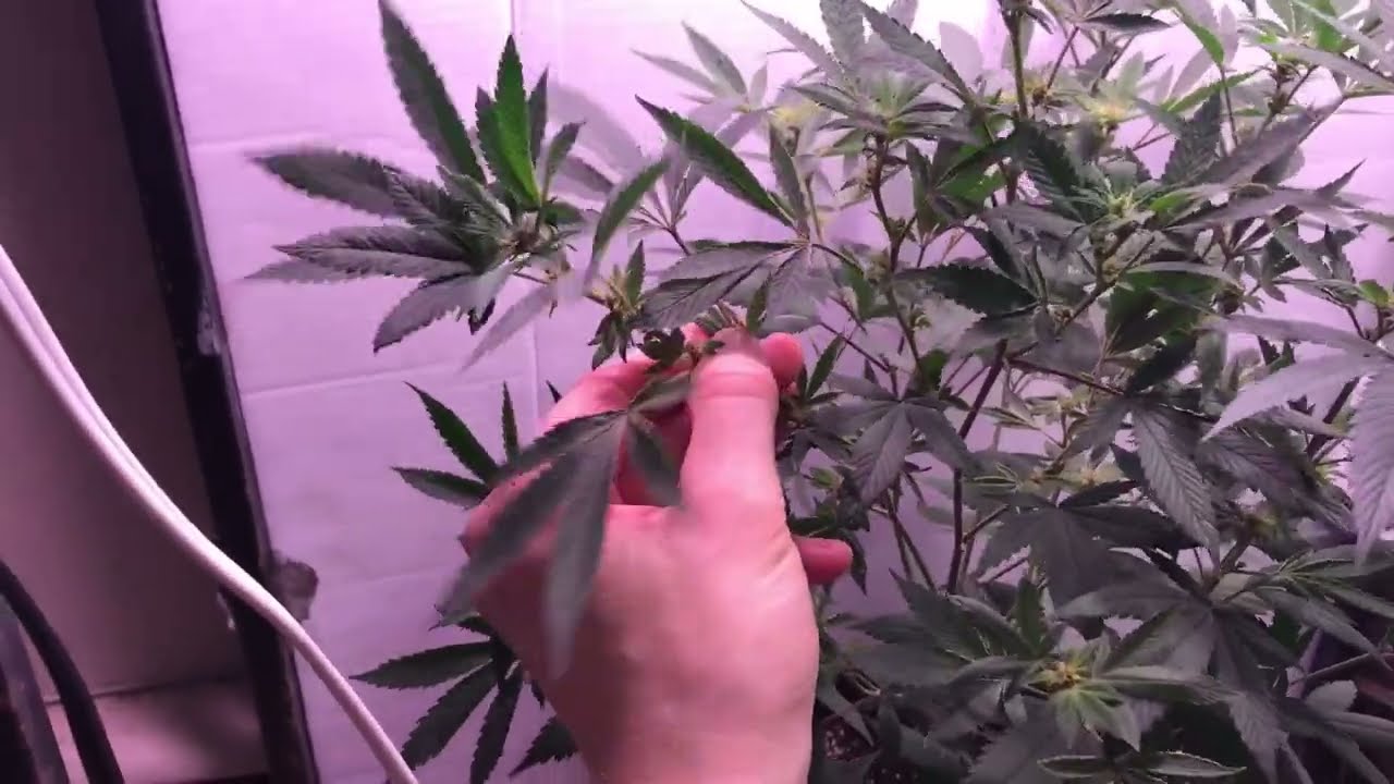 Update on Drago Cannabis mother plant and clones
