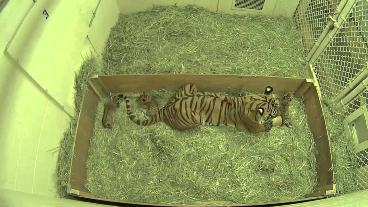 Hungry tiger cubs find their way to mama at Fresno's Chaffee Zoo.