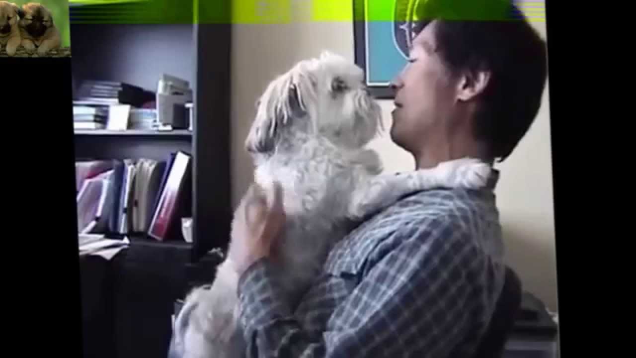 Hunde Umarmen Besitzer Kompilierung 2014