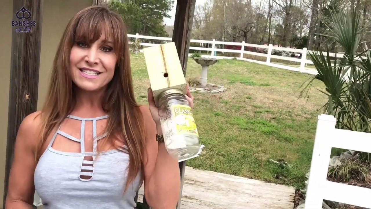 Carpenter Bee - Air B and B in action- Trap