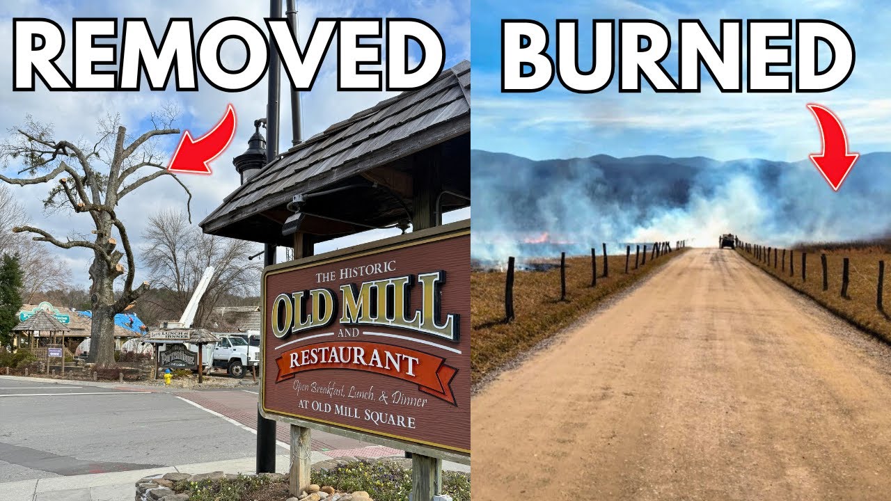 PIGEON FORGE Loses Giant Iconic Tree & CADES COVE Fire Bike Tour!