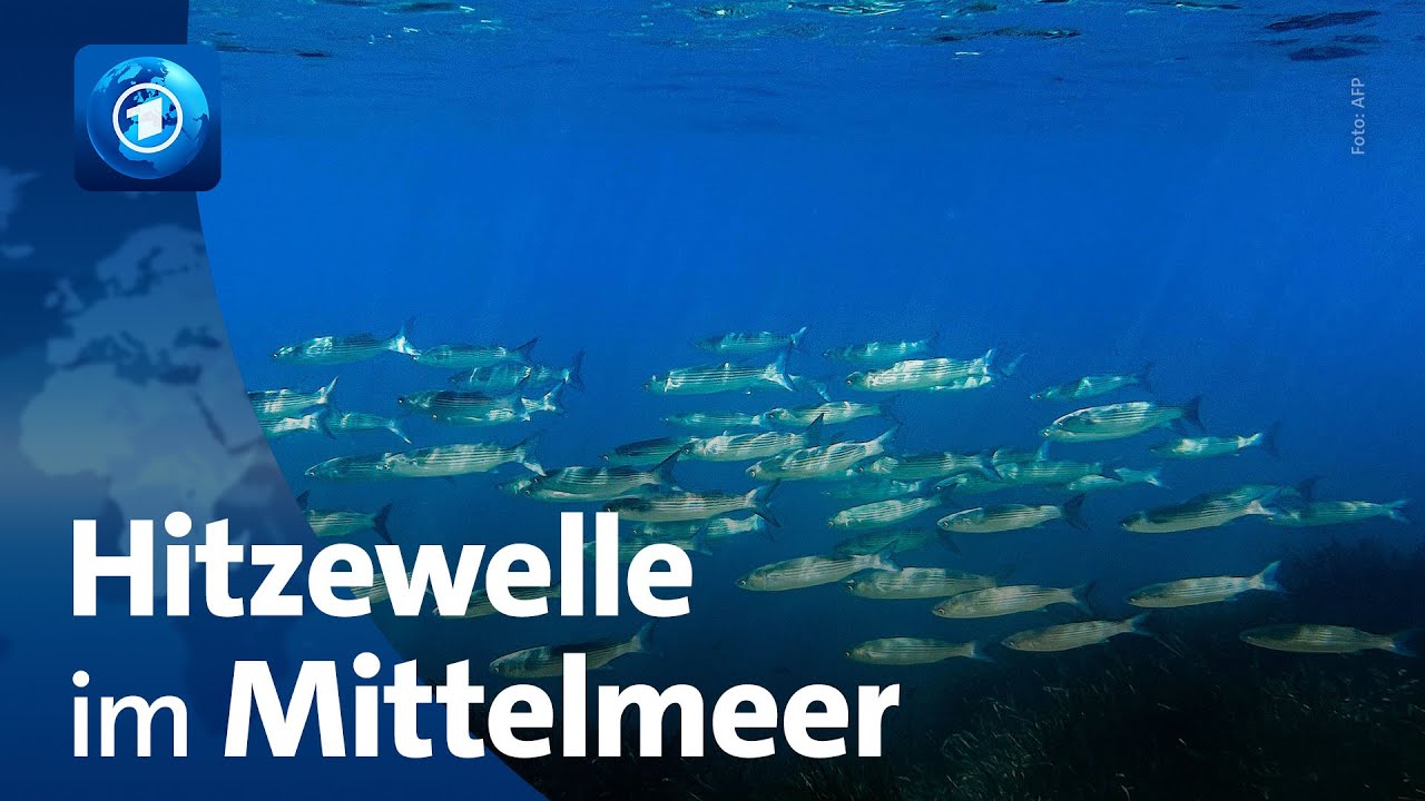 Marine Hitzewelle im Mittelmeer
