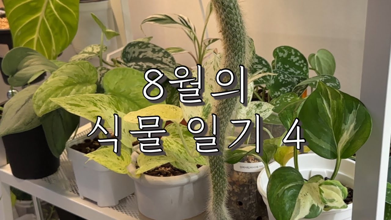 [식물vlog] 8월의 식물일기 4편 | 베고니아 다크맘보 잎꽂이 하는 방법💭| 원숭이꼬리 선인장이 원숭이발가락 선인장이 되었다