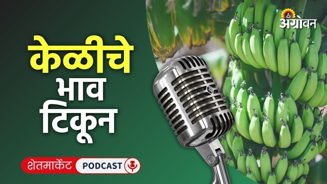 Cotton, Soybean Rate: कापूस बाजार, कांदा दर, मिरची भाव, बेदाणा रेट | Agrowon