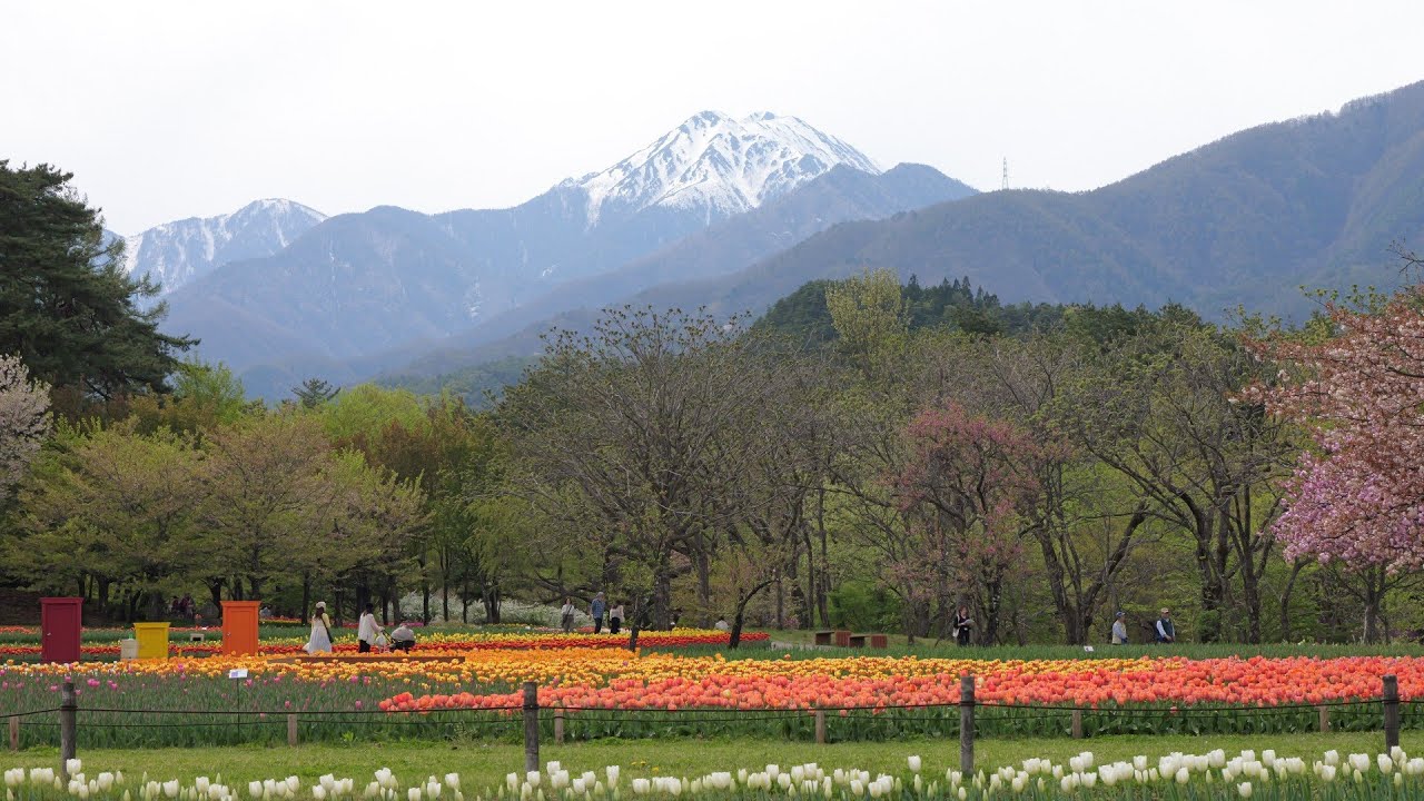 国営アルプスあづみの公園　2025.04.25　チューリップが満開！！　長野県安曇野市　めざせ楽々お花見学