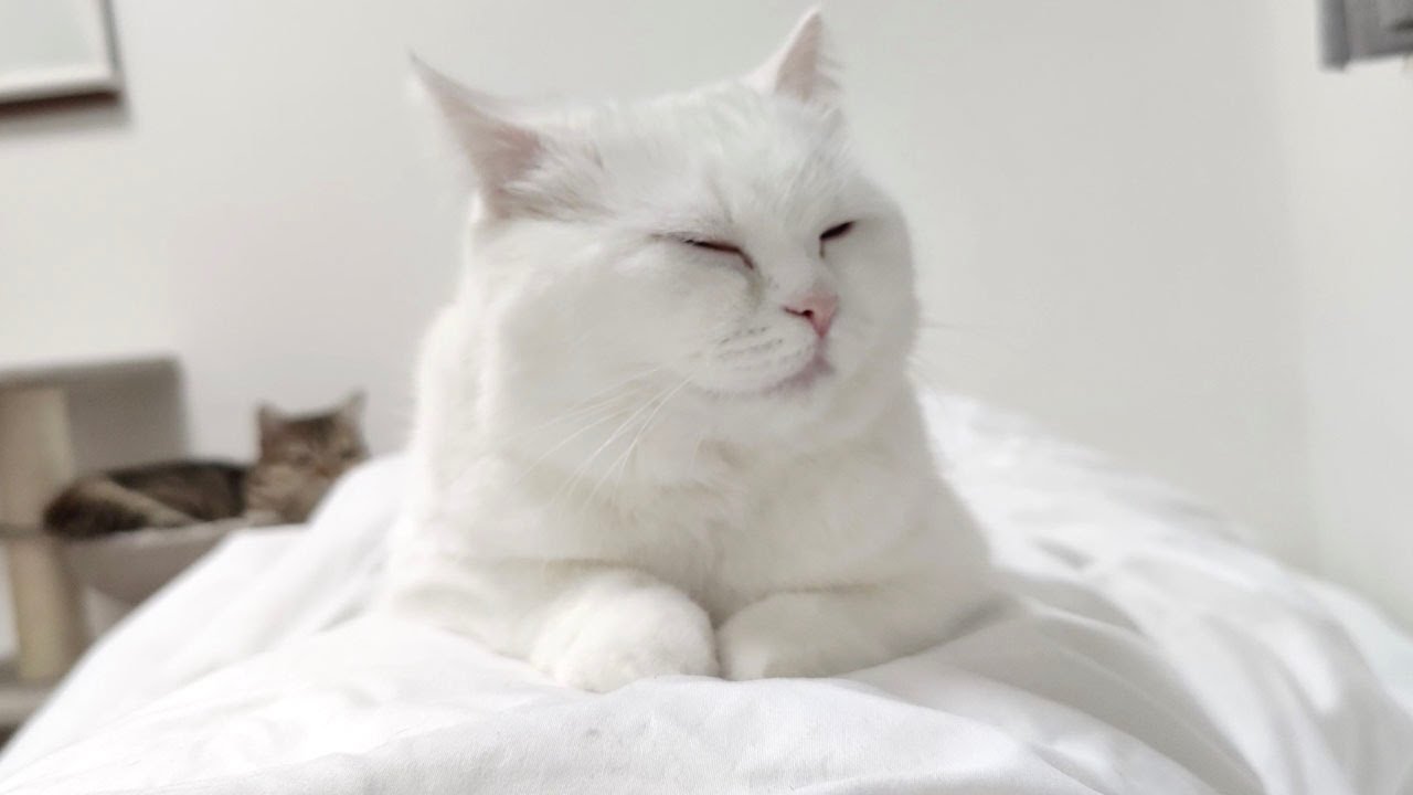 朝からもふもふ（３kg）に乗られて苦しいです…。