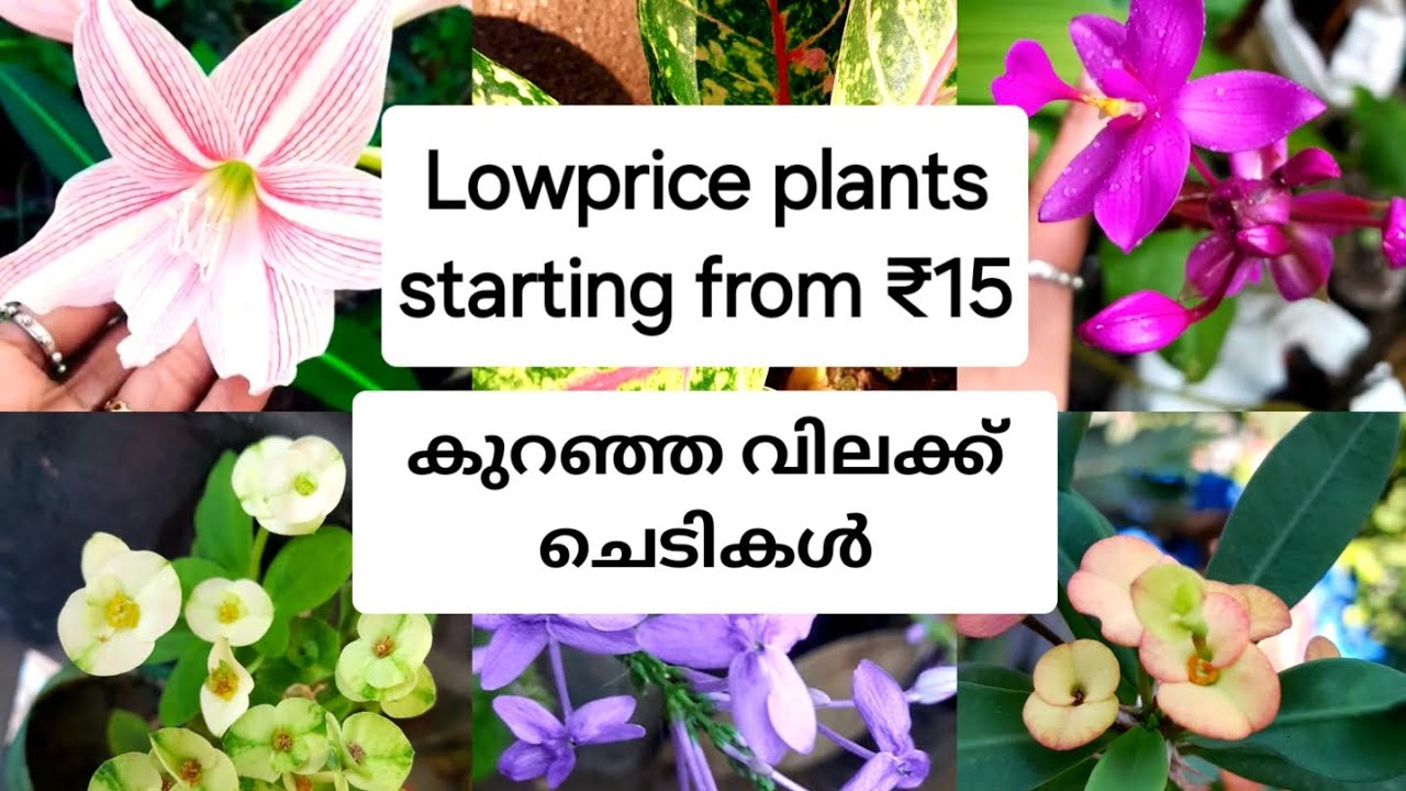 Lowprice flowering plants & indoor plants 
