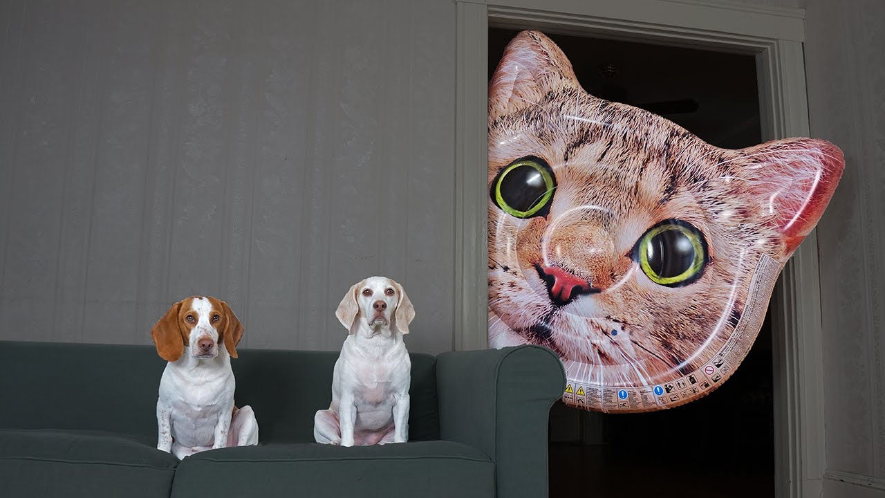 Dogs vs Giant Cat Head Prank: Funny Dogs Maymo & Potpie Pranked by Cats