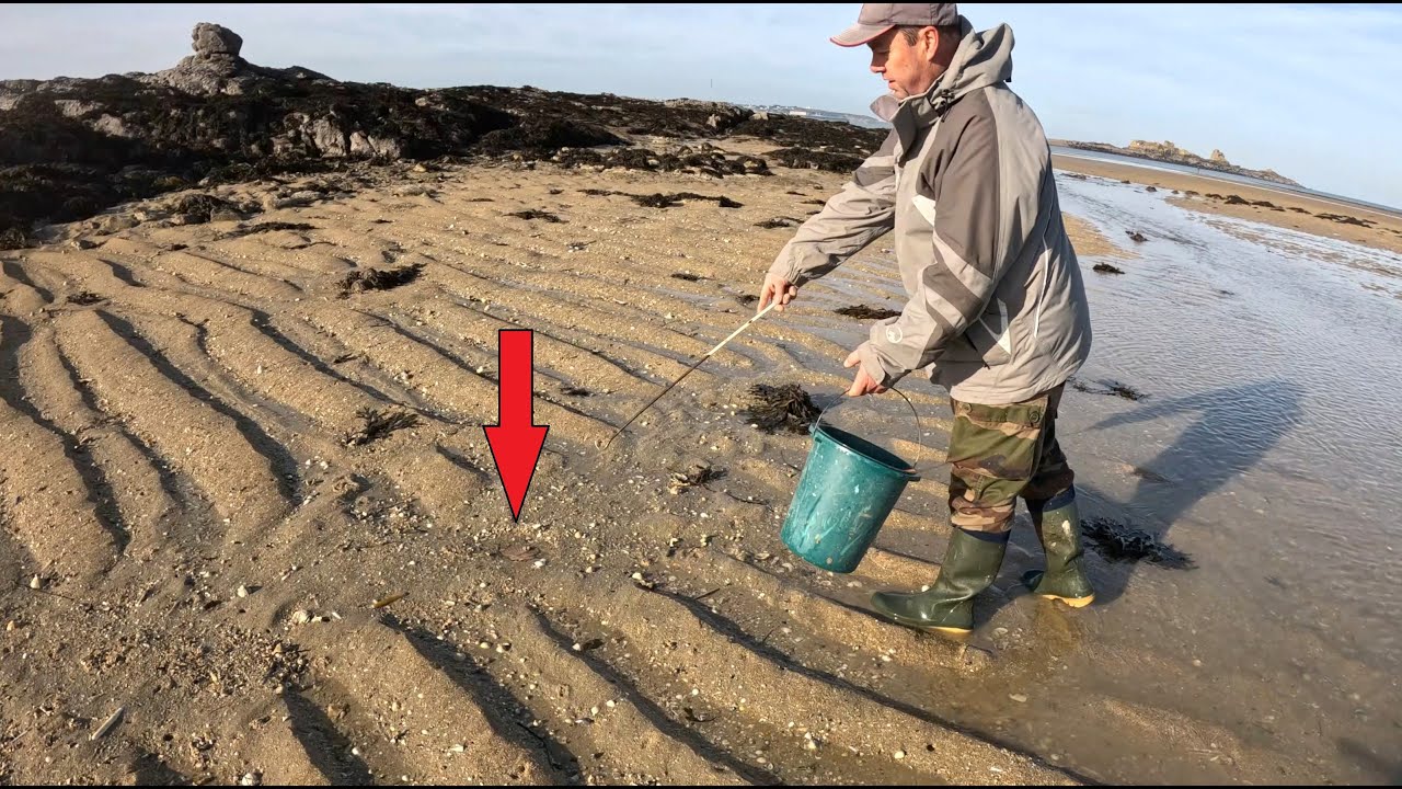 Pêche des coquilles Saint-Jacques et Risotto ! (+ cueillette des champignons)