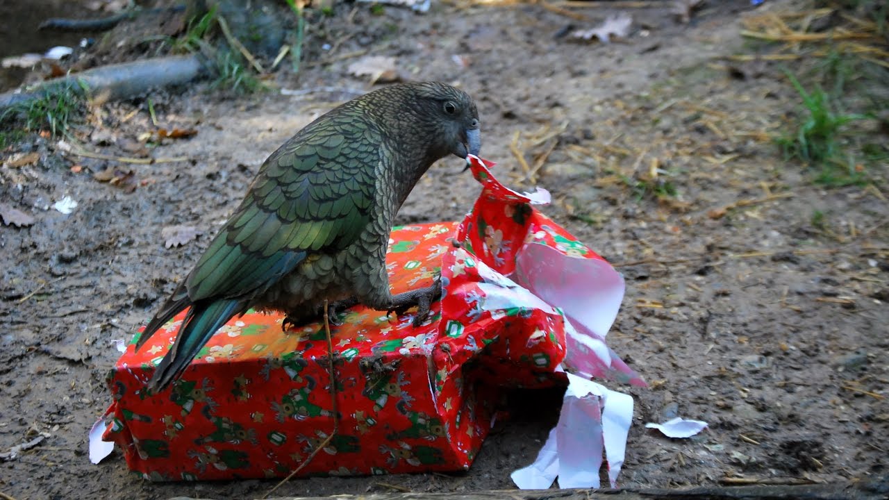 Il kea alle prese con pacchi regalo e arachidi